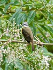 Myiozetetes granadensis