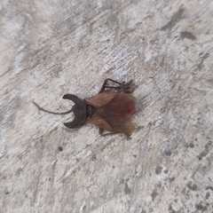 Menenotus