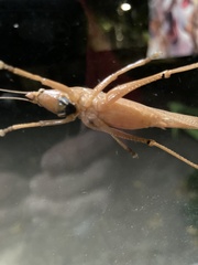 Pyrgocorypha uncinata