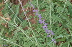 Salvia abrotanoides