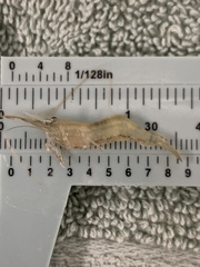 Palaemon macrodactylus