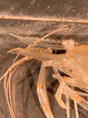 Palaemon macrodactylus