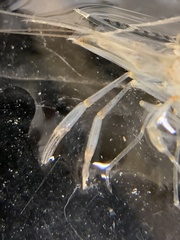 Palaemon macrodactylus