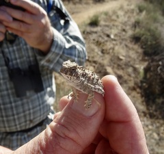 Phrynosoma blainvillii