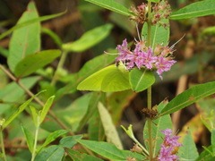 Decodon verticillatus