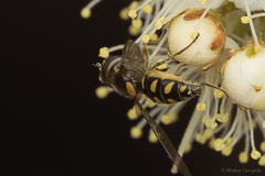 Allograpta hortensis