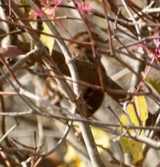 Zonotrichia albicollis