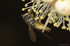 Allograpta hortensis