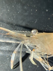 Palaemon macrodactylus