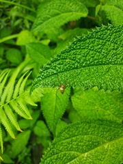 Leucauge granulata