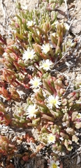 Mesembryanthemum nodiflorum