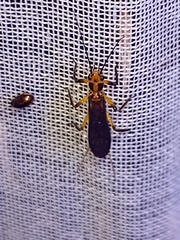 Anacroneuria furfurosa