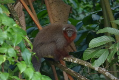 Plecturocebus ornatus