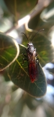 Elaphroptera scoliaeformis