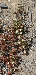 Mesembryanthemum nodiflorum