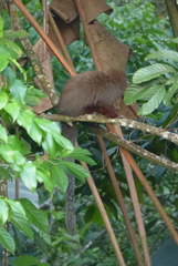 Plecturocebus ornatus