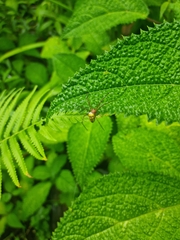 Leucauge granulata
