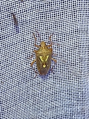 Oebalus insularis
