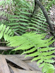 Thelypteridaceae