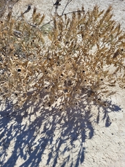 Mentzelia decapetala