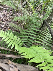 Thelypteridaceae