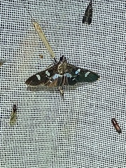 Desmia ufeus