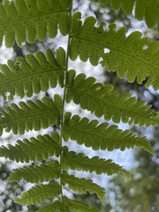 Thelypteridaceae
