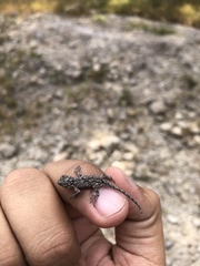 Urosaurus bicarinatus