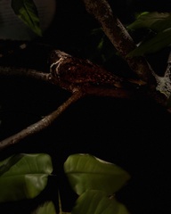 Antrostomus vociferus