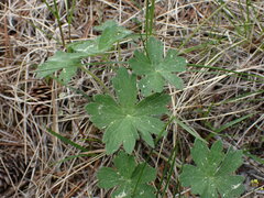 Geranium viscosissimum