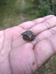 Hyla arenicolor