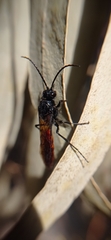 Elaphroptera scoliaeformis