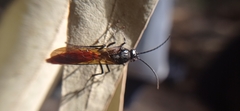 Elaphroptera scoliaeformis