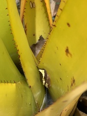 Dendropsophus elegans