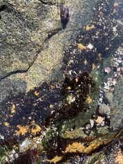 Porifera