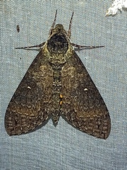 Manduca occulta