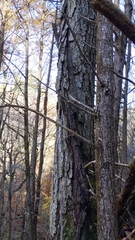 Betula alleghaniensis