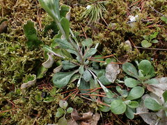 Antennaria howellii