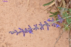 Salvia abrotanoides