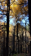 Betula alleghaniensis
