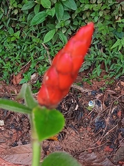 Costus