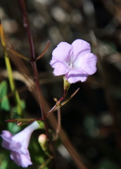 Agalinis skinneriana