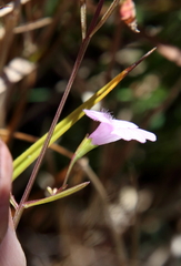 Agalinis skinneriana
