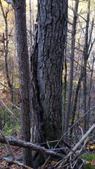 Betula alleghaniensis