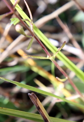 Agalinis skinneriana