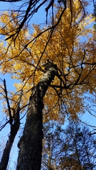 Betula alleghaniensis