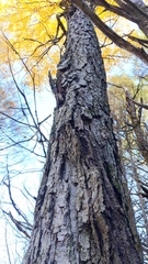 Betula alleghaniensis