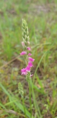 Spiranthes australis