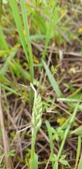 Spiranthes australis