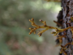 Arceuthobium americanum